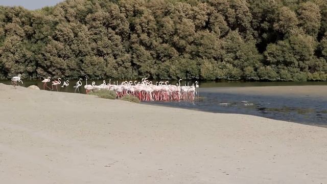 Dubai Flamingo Reserve смотреть онлайн