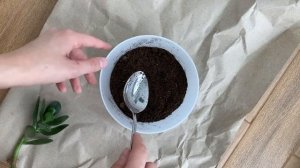 Как укоренить и посадить отросток Толстянки (Денежное дерево) | Результаты после 2-х месяцев