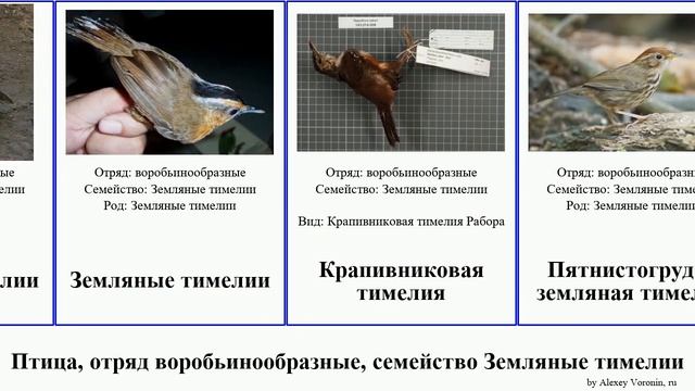Птица, отряд воробьинообразные, семейство Земляные тимелии тимелия birds мышиная земляная альциппа смотреть онлайн