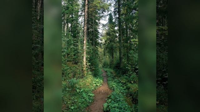 Природа, медитация и расслабление, погружение в себя, атмосфера леса смотреть онлайн