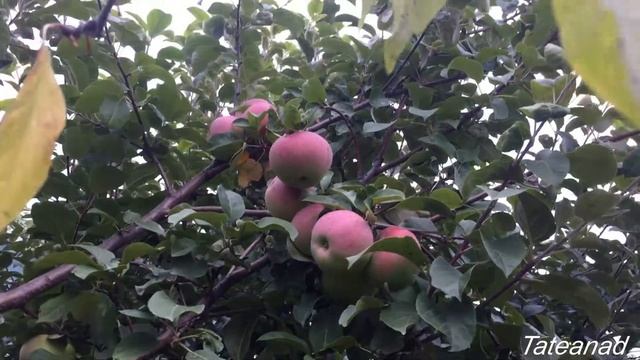 Яблочки наливные. С Яблочным Спасом! смотреть онлайн