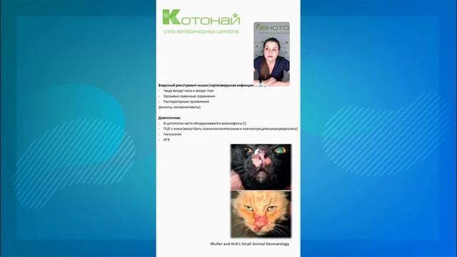 хейлит у кошек - воспаление губ смотреть онлайн