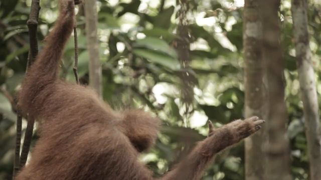 The missing link pt.1 - Batu Kapal : the environmental ark смотреть онлайн
