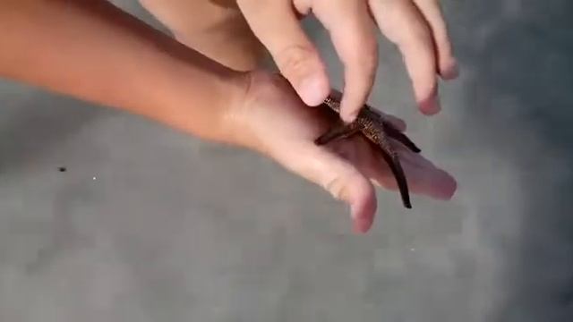 Алькудия Майорка июнь 2019 поимали звезду в море. Красота. смотреть онлайн