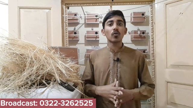 Java Sparrow Nesting material | Best Box Size | Java Finch Breeding tips and vitamin or calcium. смотреть онлайн