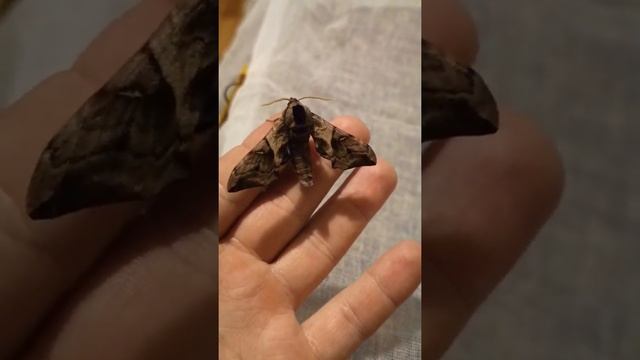 Глазчатый бражник (Smerinthus ocellata) смотреть онлайн