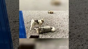 пос. Тикси, Республика Саха (Якутия)