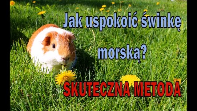 Jak uspokoić świnkę morską? SKUTECZNA BEZPIECZNA METODA смотреть онлайн