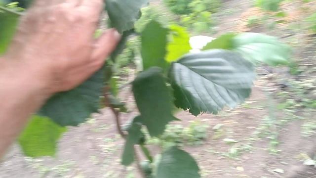 Сад Фундука на Медвежий горіх. смотреть онлайн