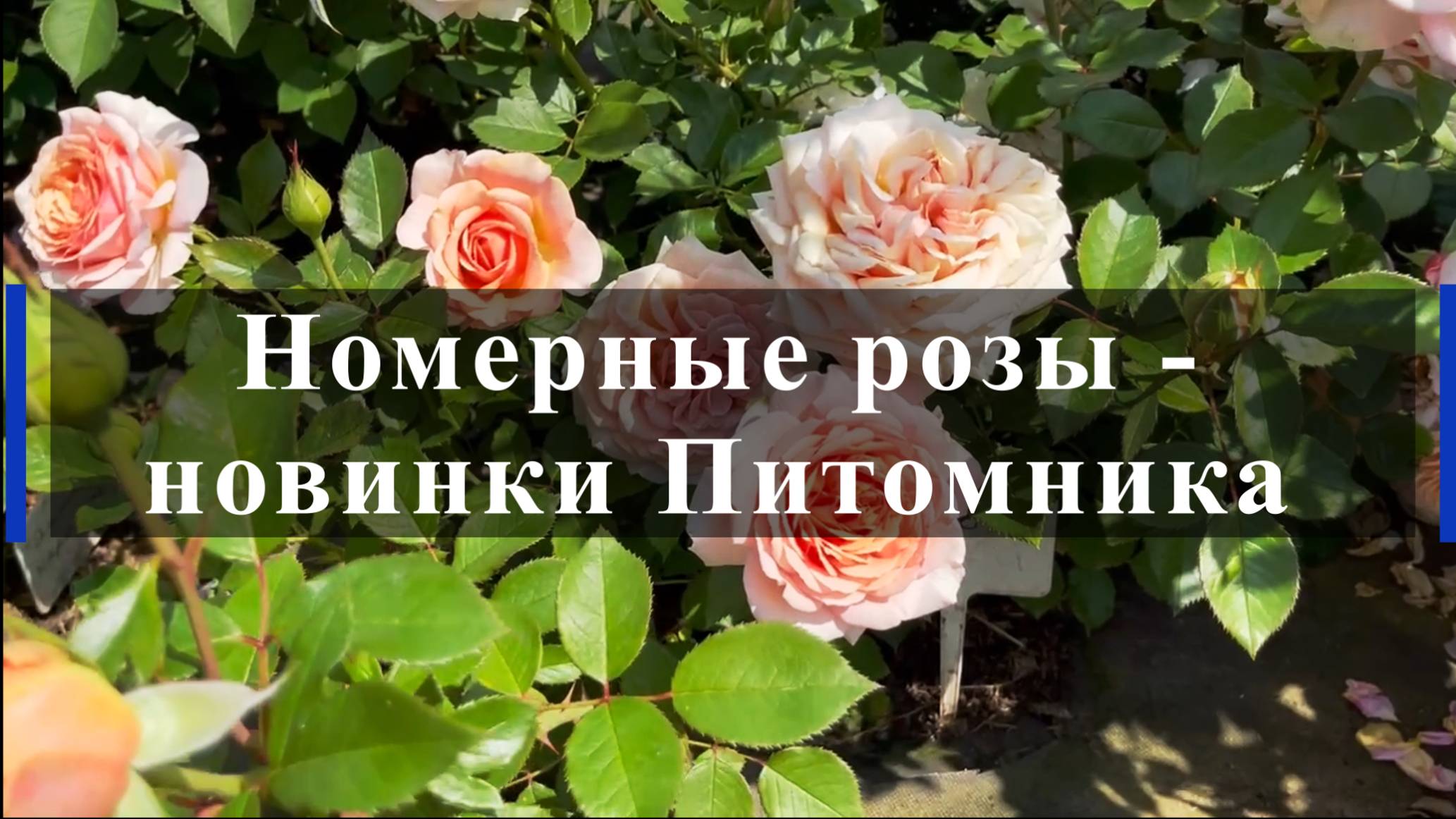 Номерные розы - новинки Питомника смотреть онлайн