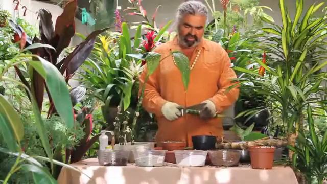 How to Take Cuttings to Multiply your Plants смотреть онлайн