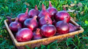 Сорт лука Ред Барон