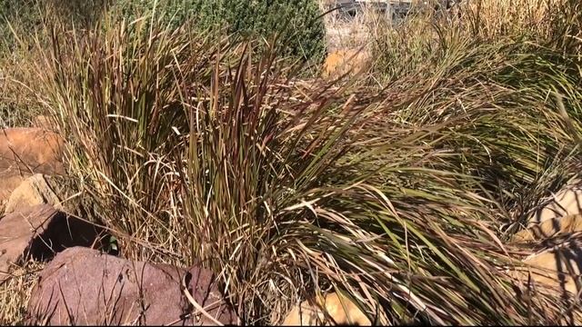 Maintaining Yalba™ Imperata смотреть онлайн