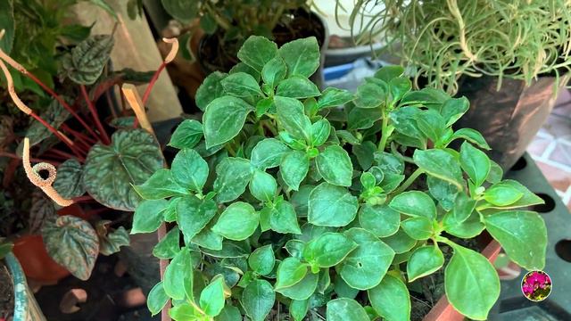 NO PIERDAS MAS TUS PLANTAS 🪴🪴🪴 POR CAMBIO DE MACETA!!! смотреть онлайн