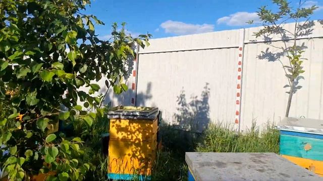 УВИЛИЧИТЬ ПАСЕКУ БЫСТРО, ОТВОДКИ И ДИАФРАГМА. смотреть онлайн