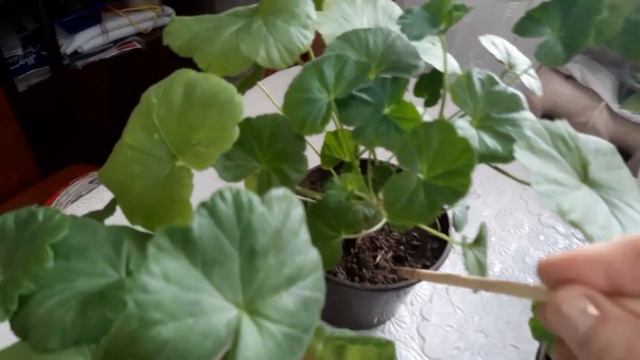 чем удобряю пеларгонию для роста и для цветения смотреть онлайн