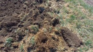 Разработка целины мотоблоком BRAIT 17 л.с. под посадку