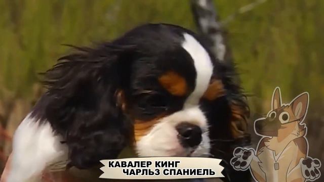 ТОП 10 ПОРОД СОБАК ДЛЯ СЕМЬИ С ДЕТЬМИ! | Крутой ПЁС смотреть онлайн