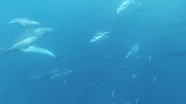 Спокойная музыка для сна, расслабляющая и успокаивающая.Подводный мир смотреть онлайн