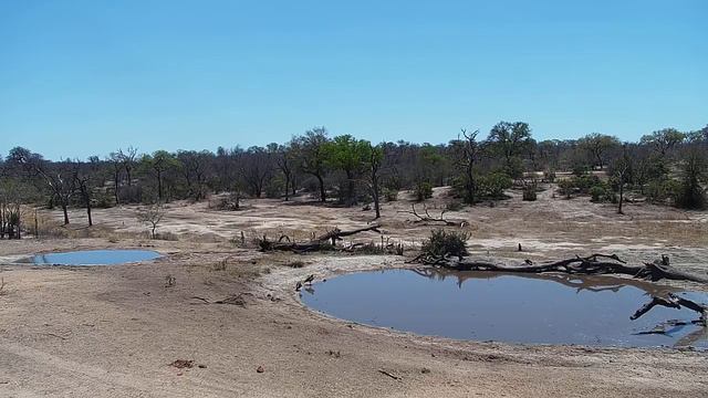 Djuma Private Game Reserve Live Stream смотреть онлайн