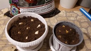 Выгонка тюльпанов к 8 марта от Посадки до Цветения@