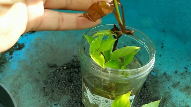 Growing Hawaiian Red Ginger From Shoots | Awapuhi Ula Ula | Alpinia Purpurata