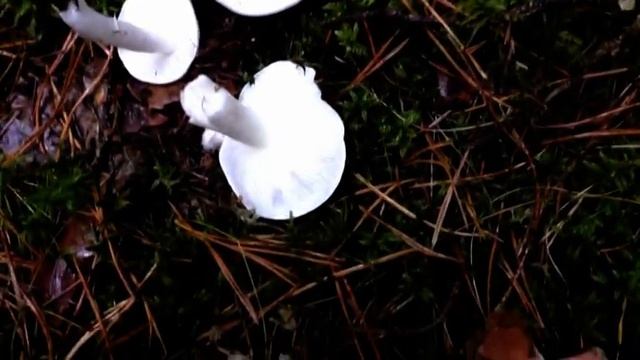 Грибы Ноября. Рядовки Серые. Рядовки Белые - Голубки. смотреть онлайн