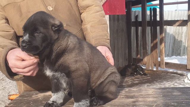 алабай среднеазиатская овчарка из питомника АЗ Марал продажа 89278147957 ватсап смотреть онлайн