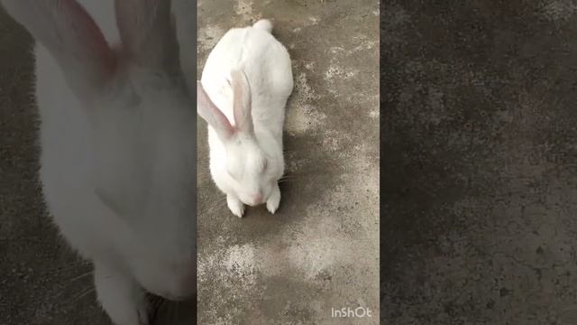 Cute Rabbit? Sleeping ?#short#youtubeshorts#viralvideo смотреть онлайн
