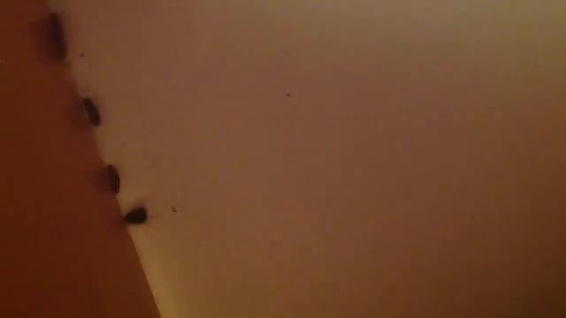 Тараканы в шкафу не квартира а срачь)))) смотреть онлайн