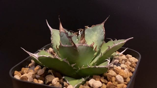 アガベ・チタノタ (黒帝斯)ハデス_小-005｜agave titanota hades смотреть онлайн