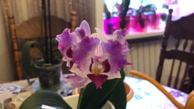 Бабочка ? Phalenopsis Pink Sunset Girl смотреть онлайн