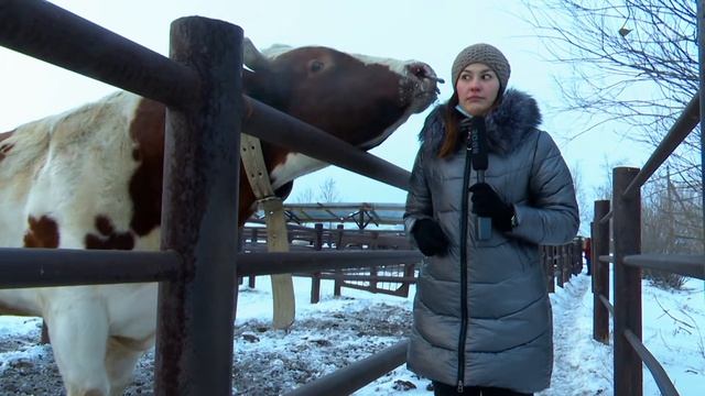 Из семени - стадо