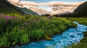 Ennio Morricone   La califfa