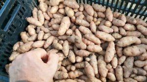 Вкус этого ДЕЛИКАТЕСНОГО картофеля просто УНИКАЛЕН! Сорта Аня и Озет!