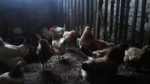 Эксперимент удался.Помесные куры:петух  породы Билефельдер и куры Адлерские.