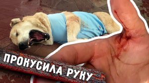 Алабайка Роза меня укусила при обработках. Стал сильно кровоточить шов. Вилли и Линду на вакцинацию.