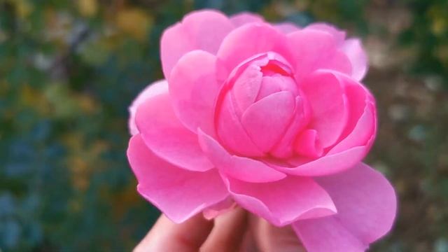 BONICA '82 ROSE Plant By Marie-Louise MEILLAND From 1982 バラ ボニカ 82