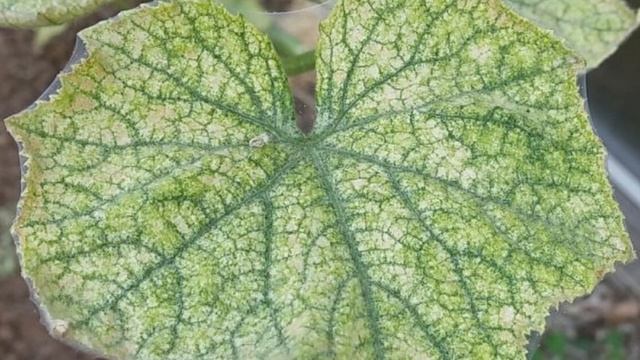 Почему желтеют и сохнут листья у огурцов.