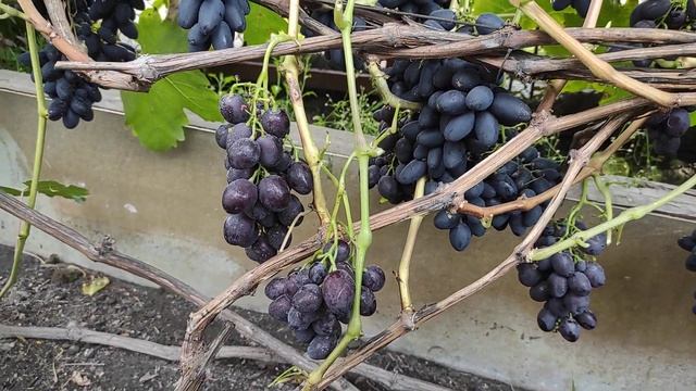 Виноград в Омске. Сезон 2022. Немного об Атосе и...??? смотреть онлайн