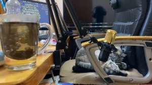 Как заварить чай женьшень улун