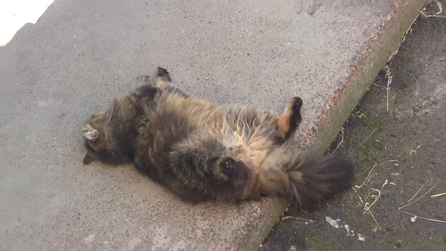 Кот на пороге смотреть онлайн