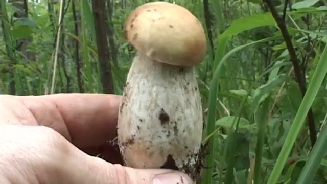 Грибная жатва белые пошли пачками ! смотреть онлайн