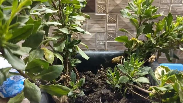 Остики 🌼Бабочка🦋 Сею в январе🌿 Совпадение- Случайность или Закономерность_👀 Живем на Кубани🧡 смотреть онлайн