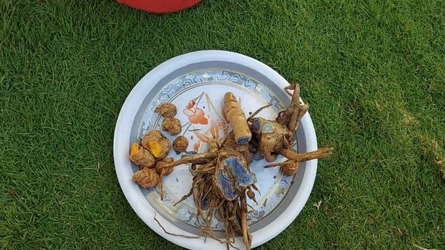 How To Grow Black Turmeric ||Medicinal Plant || काली हल्दी को कैसे उगाये|| смотреть онлайн