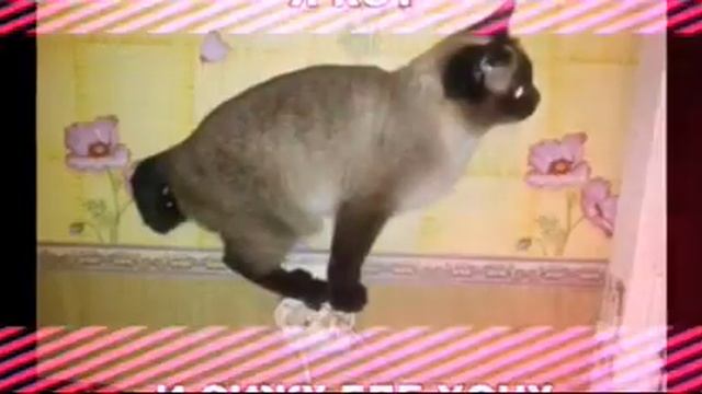Прикольные фотки смотреть онлайн