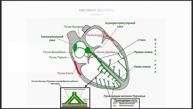 Проводящая система сердца