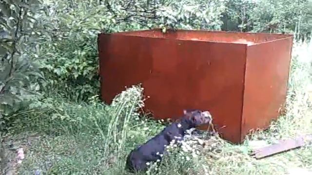 Американский стаффордширский терьер развлекается2.mp4 смотреть онлайн