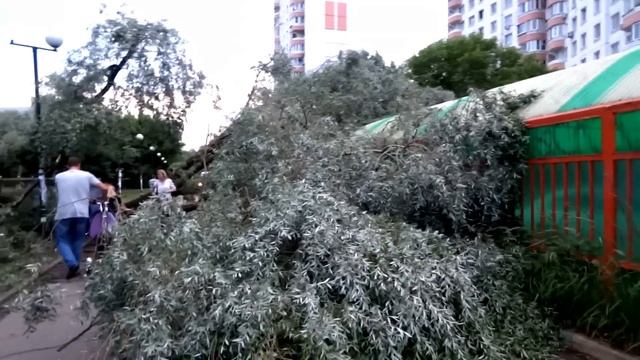 Люберцы. После бури (4.07.16) в понедельник. Побратимов. Поваленное дерево. смотреть онлайн