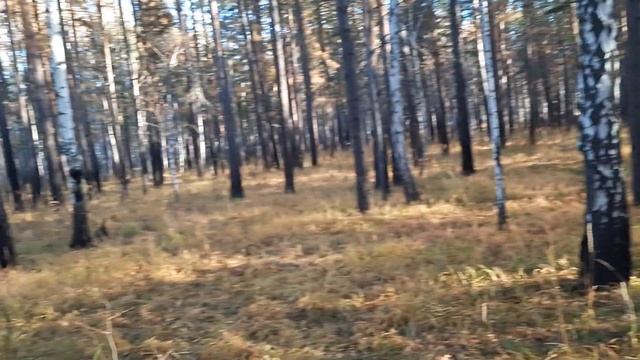 Небольшое путешествие по лесу. Тёмная ночь и солнечное утро. смотреть онлайн